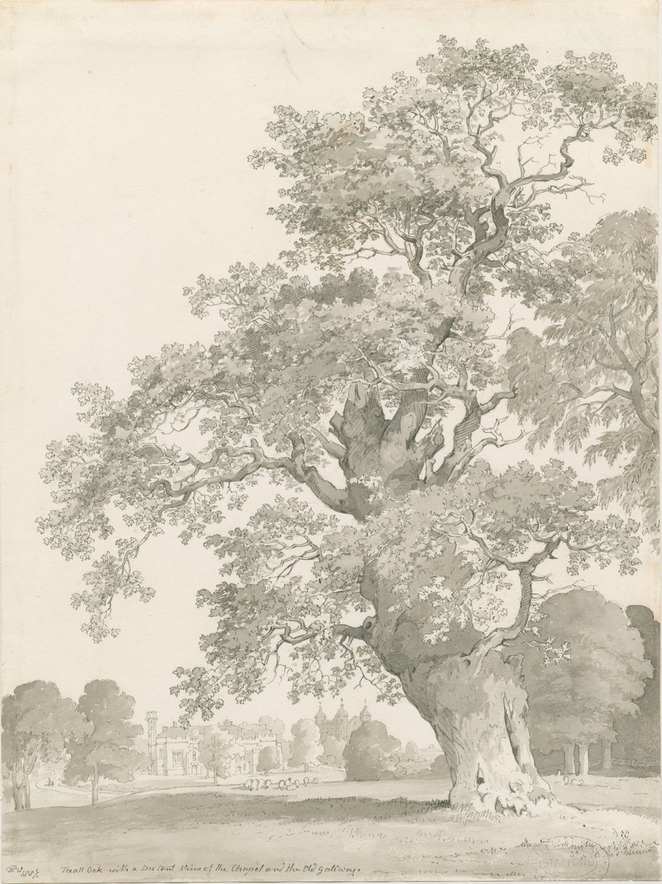 Tixall - Oak Tree: kynä- ja pesupiirustus tekijältä Thomas Peploe Wood