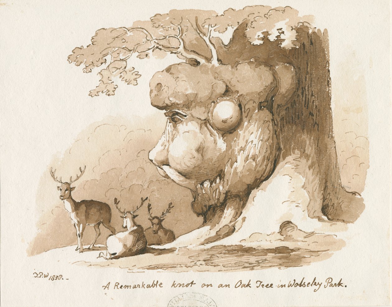 Wolseley Park - Solmu tammessa: tussi- ja seepiapiirros. tekijältä Thomas Peploe Wood