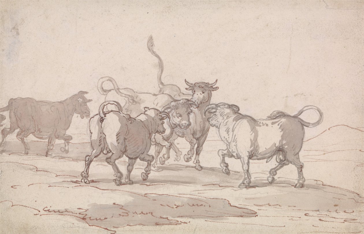 Viiden härän ryhmä, joka on juuri aloittamassa taistelun tekijältä Thomas Rowlandson