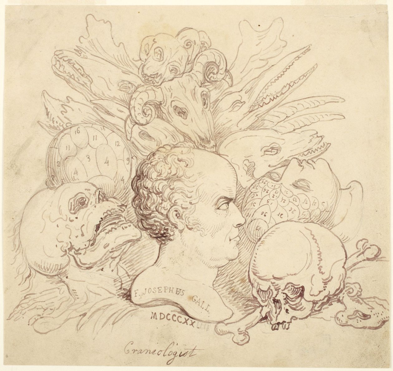 F. Josephus Gall, kranologi tekijältä Thomas Rowlandson