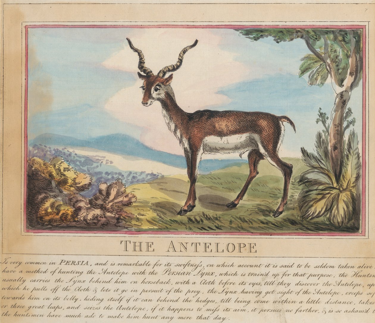Kahdeksanosainen sarja, jossa on nimisivu. ”Ulkomaiset ja kotimaiset eläimet.” 8. Antilooppi tekijältä Thomas Rowlandson