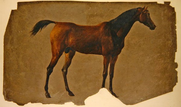 Arabialainen hevonen (öljy paperille) tekijältä Thomas Sidney Cooper