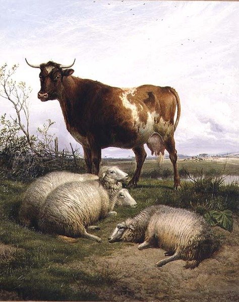 Lammas ja lehmä laiduntavat tekijältä Thomas Sidney Cooper