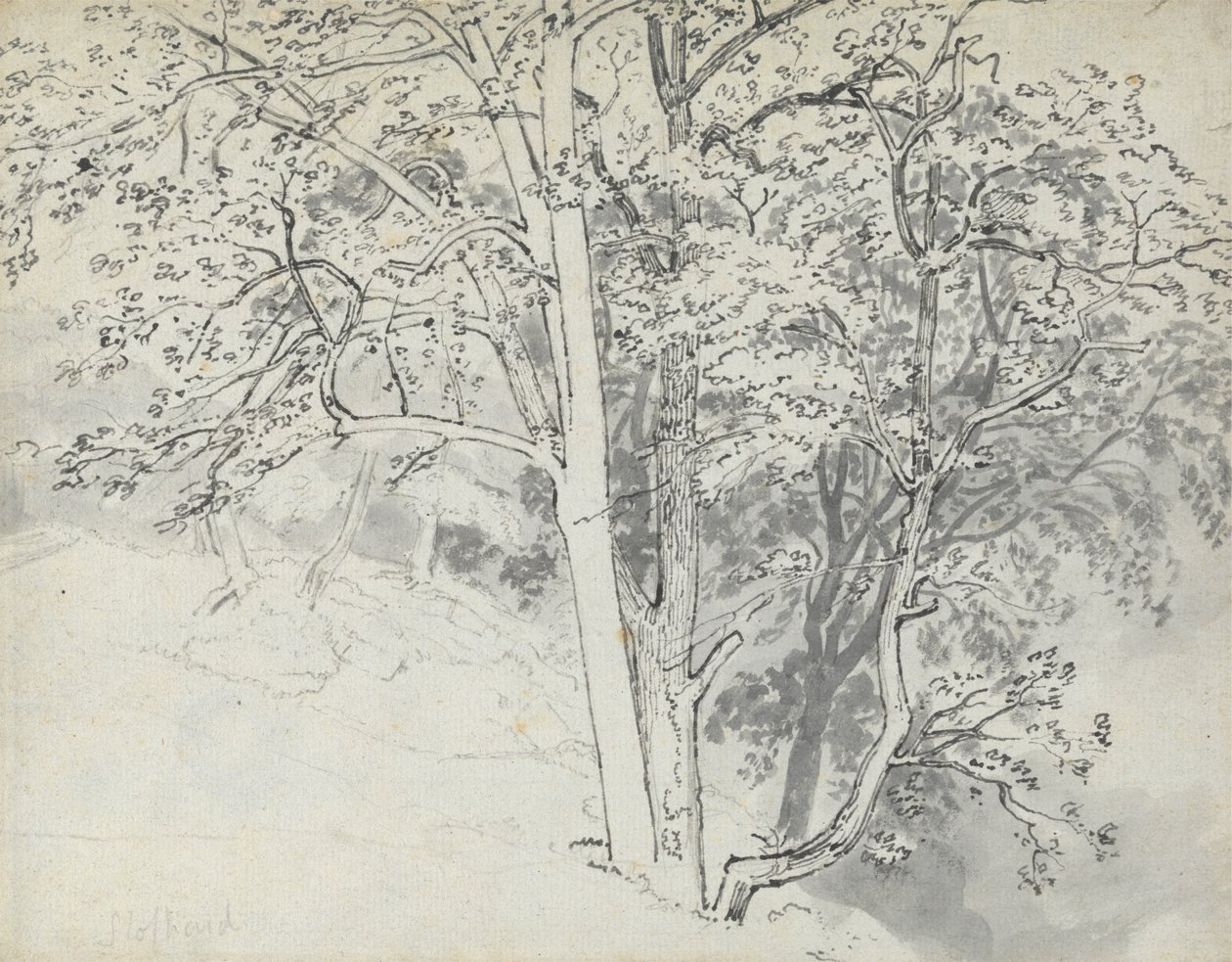 Puiden tutkimus tekijältä Thomas Stothard