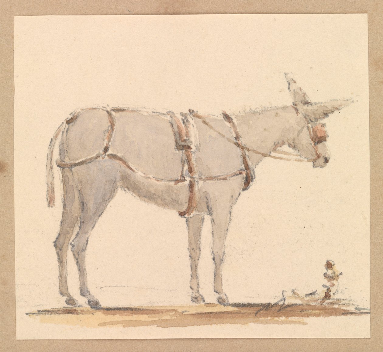 Aasitutkimus, jossa on aasi, jolla on suitset ja valjaat, noin 1820 (lyijykynä, ruskea ja harmaa tussi, paperi). tekijältä Thomas Streatfeild