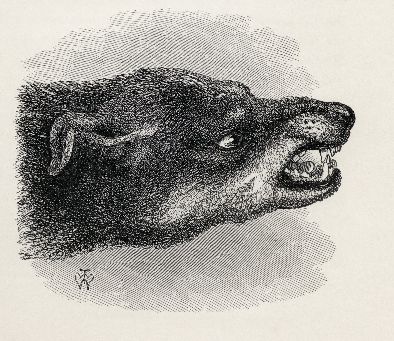 Ärsyvän koiran pää Charles Darwinin teoksesta The Expression of the Emotions in Man and Animals, 1872 tekijältä Thomas W. Wood