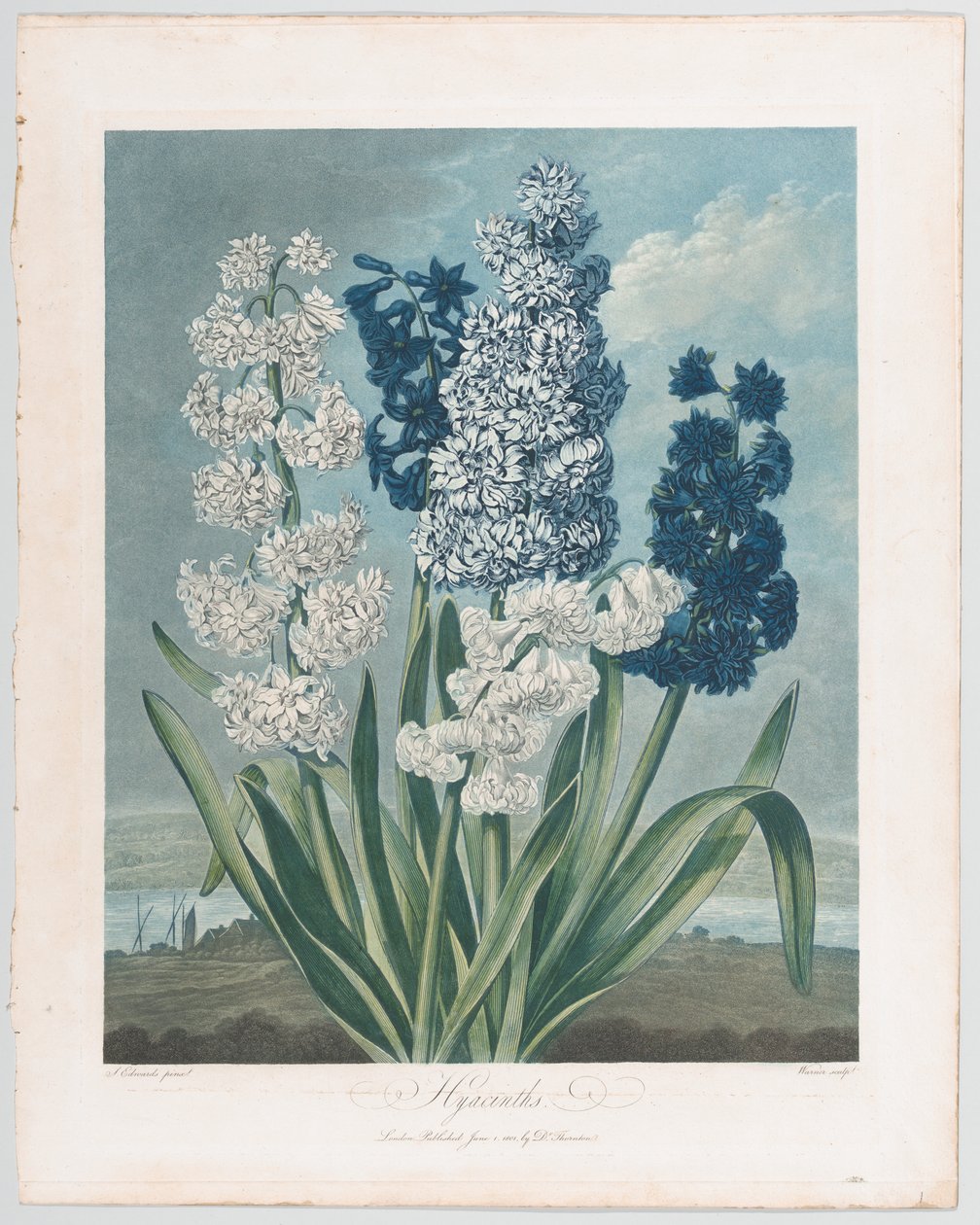 Hyasintit, Floran temppeli tai luonnonpuutarha, 1. kesäkuuta 1801, 1. kesäkuuta 1801. tekijältä Thomas Warner