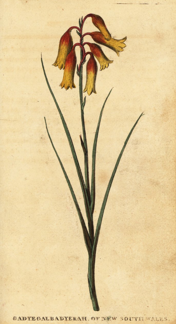 Joulukellot, Blandfordia nobilis., 1800 (kaiverrus) tekijältä Thomas Watling