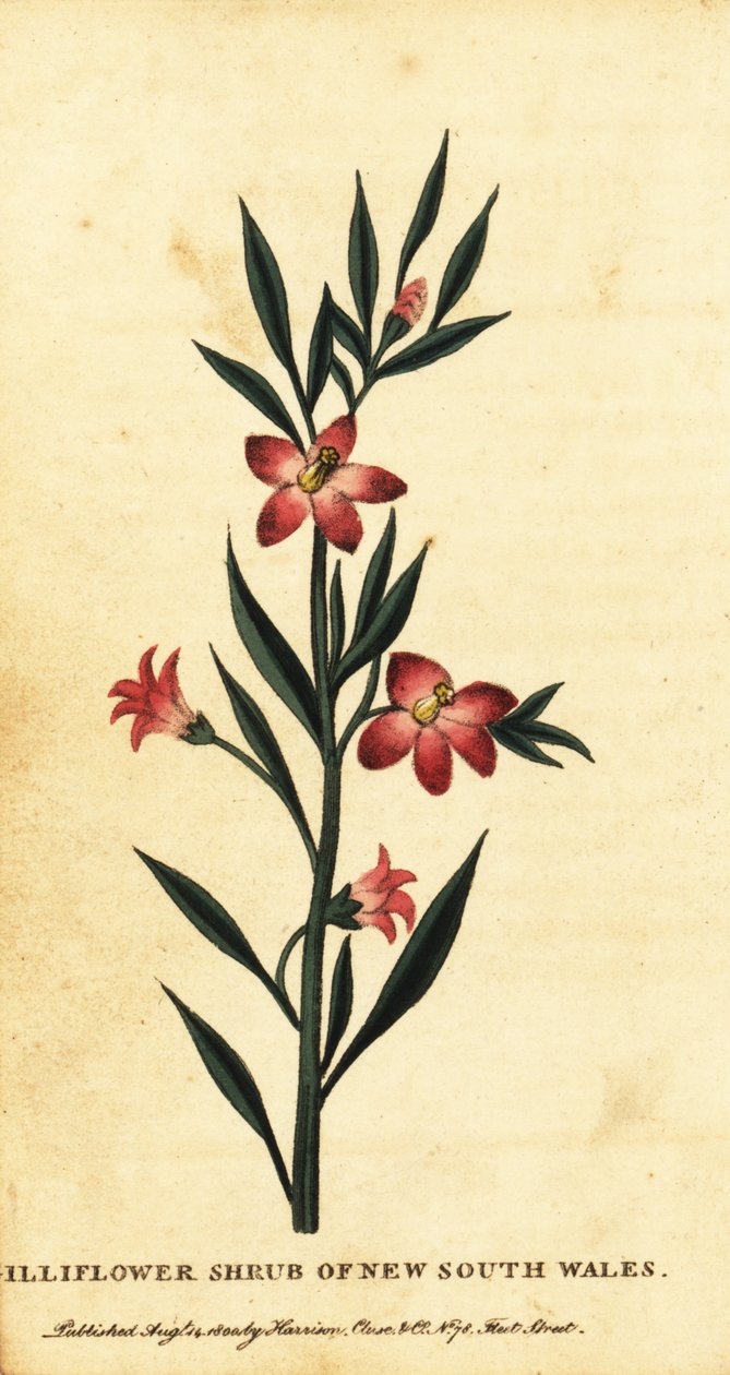 Gilliflower pensas New South Walesista. ,1800 (kaiverrus) tekijältä Thomas Watling