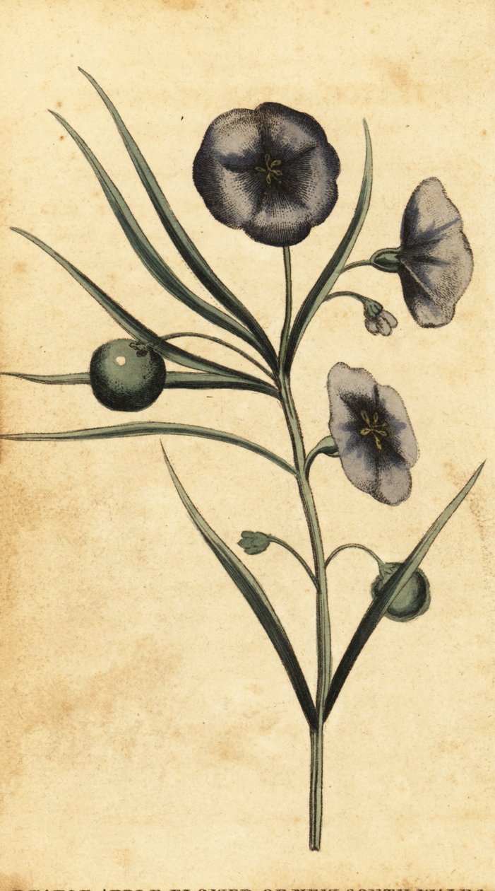 Peruna-omenakukka New South Walesista, Australiasta. ,1800 (kaiverrus) tekijältä Thomas Watling