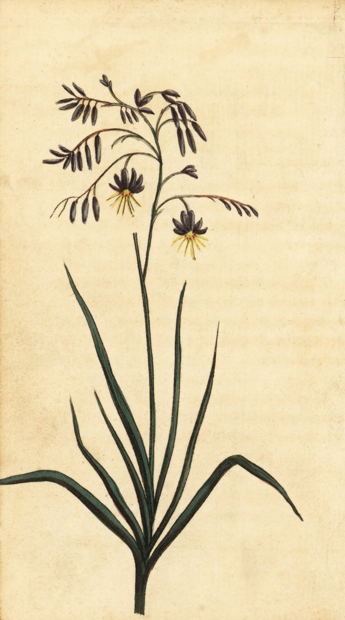 Uuden Etelä-Walesin kalliokukka, Australia. ,1800 (kaiverrus) tekijältä Thomas Watling