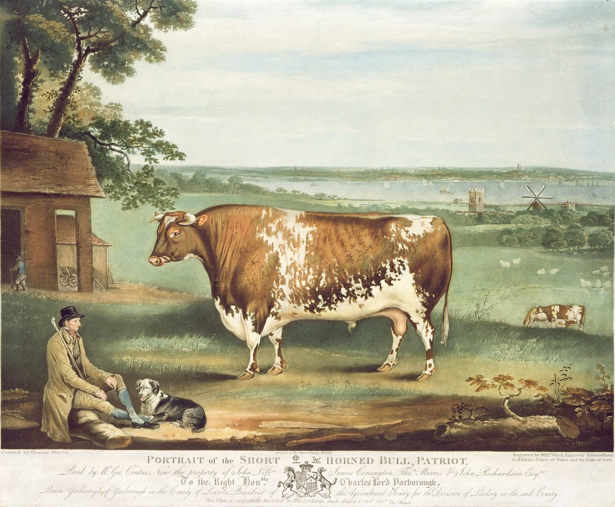 Short Horned Bull, Patriot, kaiverrus William Ward, Shrewsbury, 1810 (värikaiverrus) tekijältä Thomas Weaver