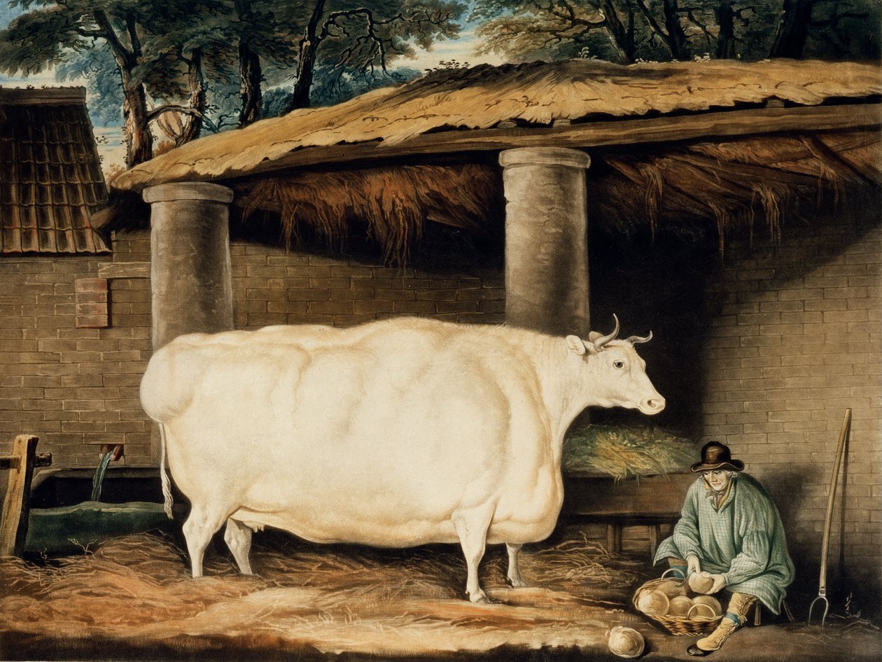 Lyhytsarviinen hieho, kaiverrus William Ward, Dartington, 1811 (värikaiverrus) tekijältä Thomas Weaver