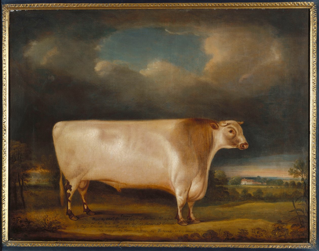 Komeetta, kevyt lyhytsarviinen härkä maisemassa, 1811 tekijältä Thomas Weaver