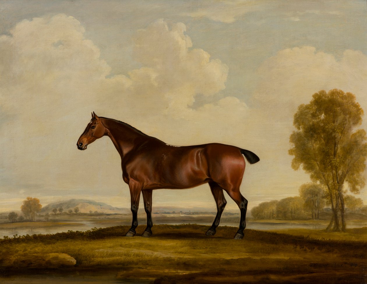 Georgiana: Hevonen, n. 1819 (öljy kankaalle) tekijältä Thomas Weaver