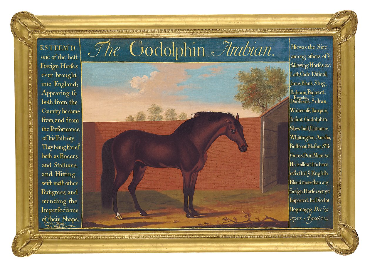 The Godolphin Arabian (öljy kankaalle) tekijältä Thomas of Pall Mall Butler