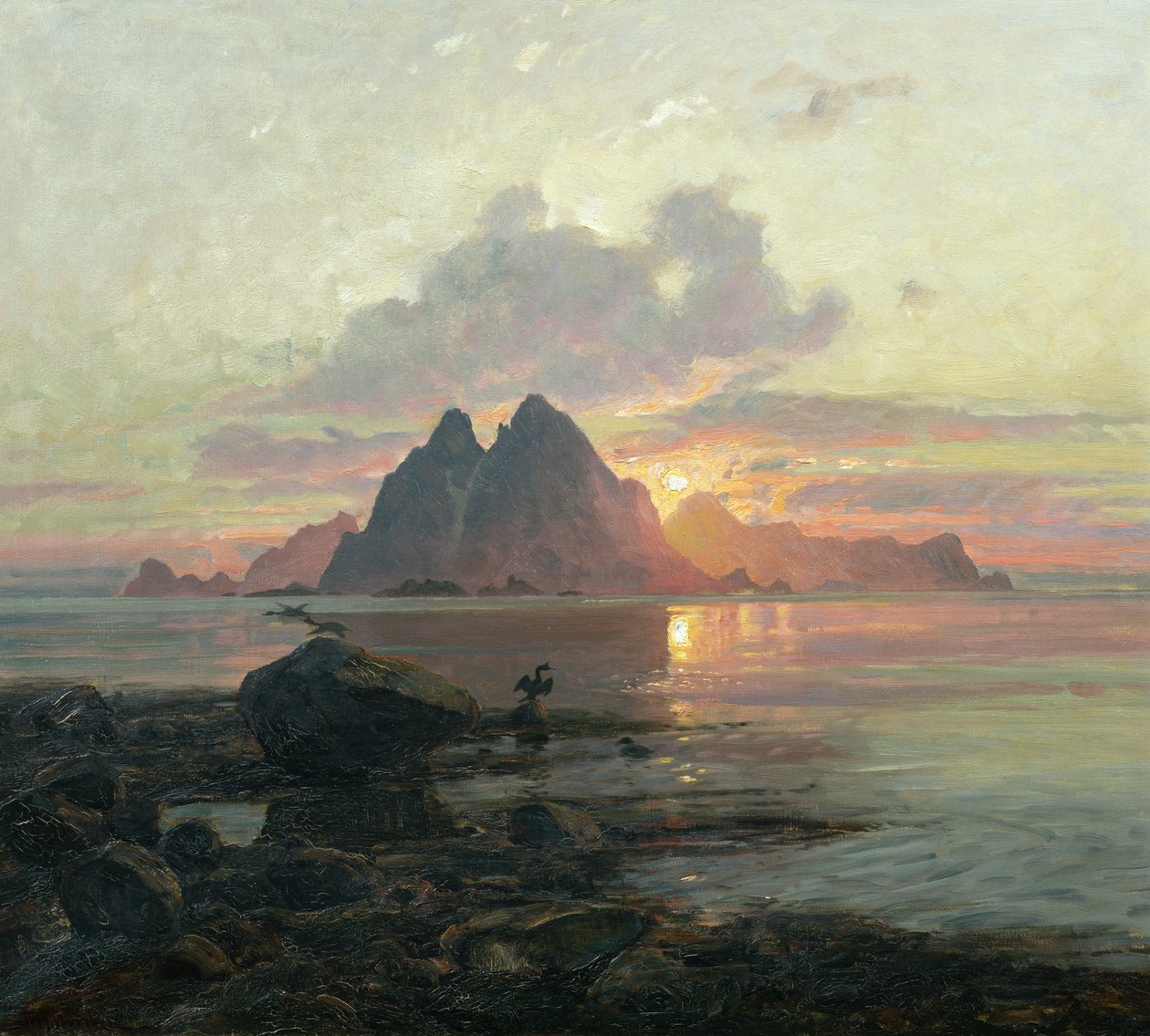 Phalacrocoarax aristotelis keskiyön auringossa tekijältä Thorolf Holmboe
