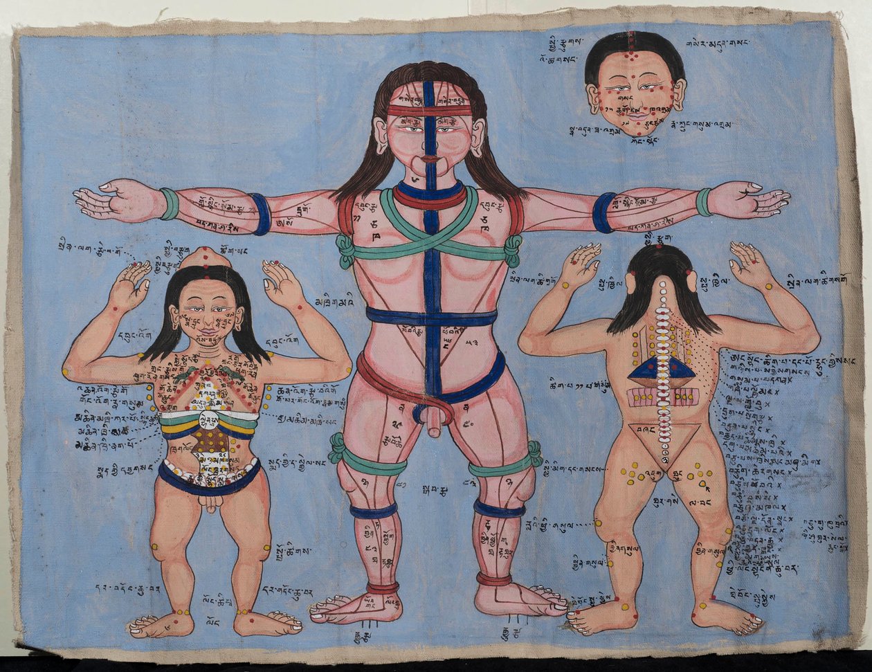 Anatominen kaavio (wc kankaalle) tekijältä Tibetan School