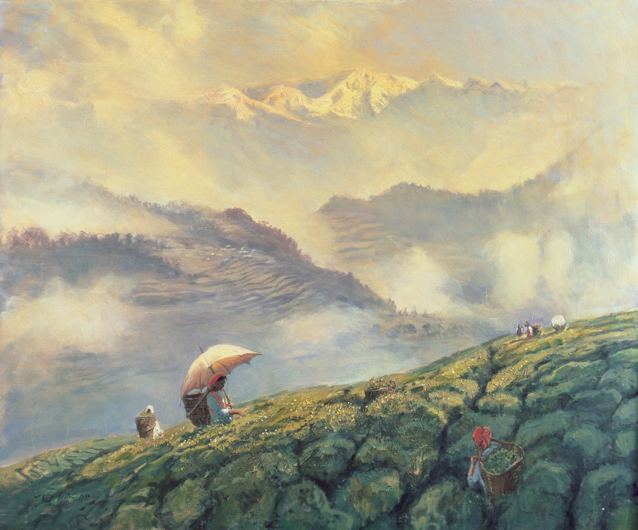Tea Picking, Darjeeling, Intia, 1999 tekijältä Tim Scott Bolton