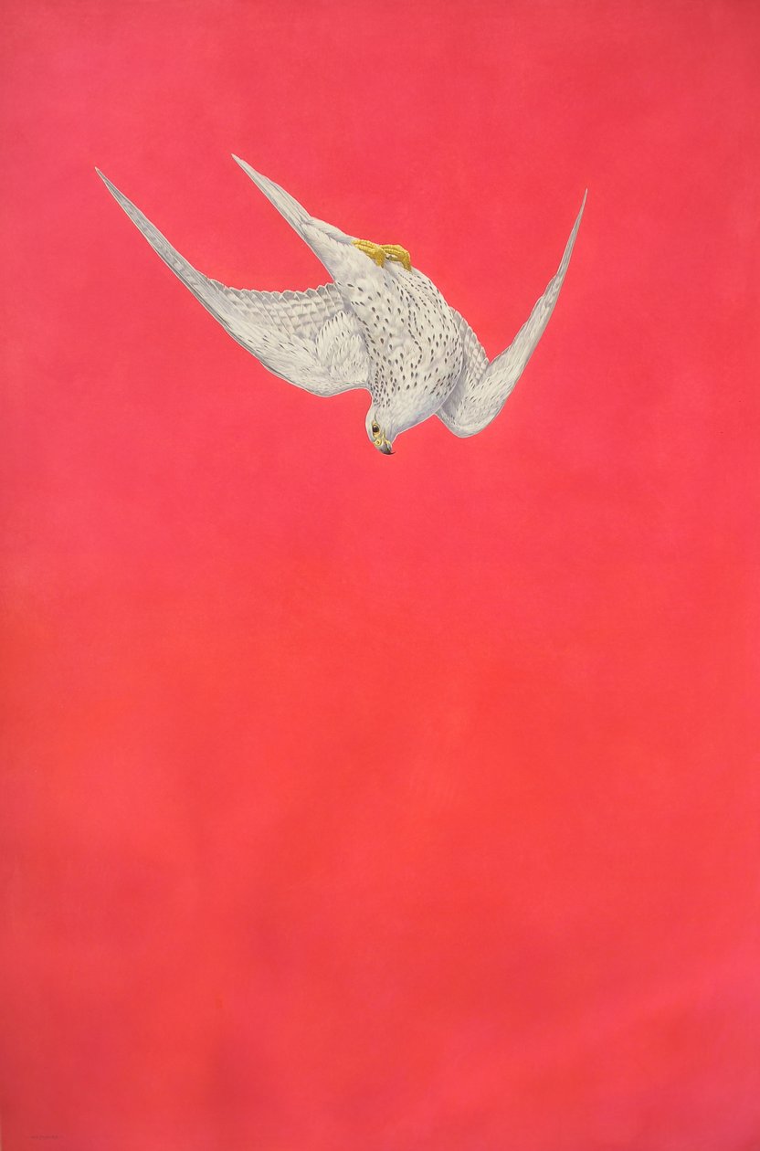 Pink Swoop; Gyrfalcon tekijältä Tim Hayward