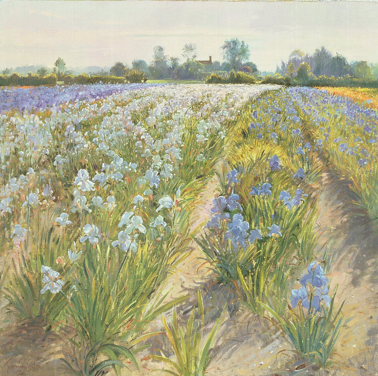 Blue and White Irises, Wortham tekijältä Timothy Easton