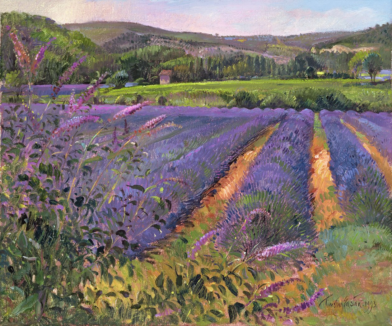 Buddleia and Lavender Field, Montclus, 1993 tekijältä Timothy Easton