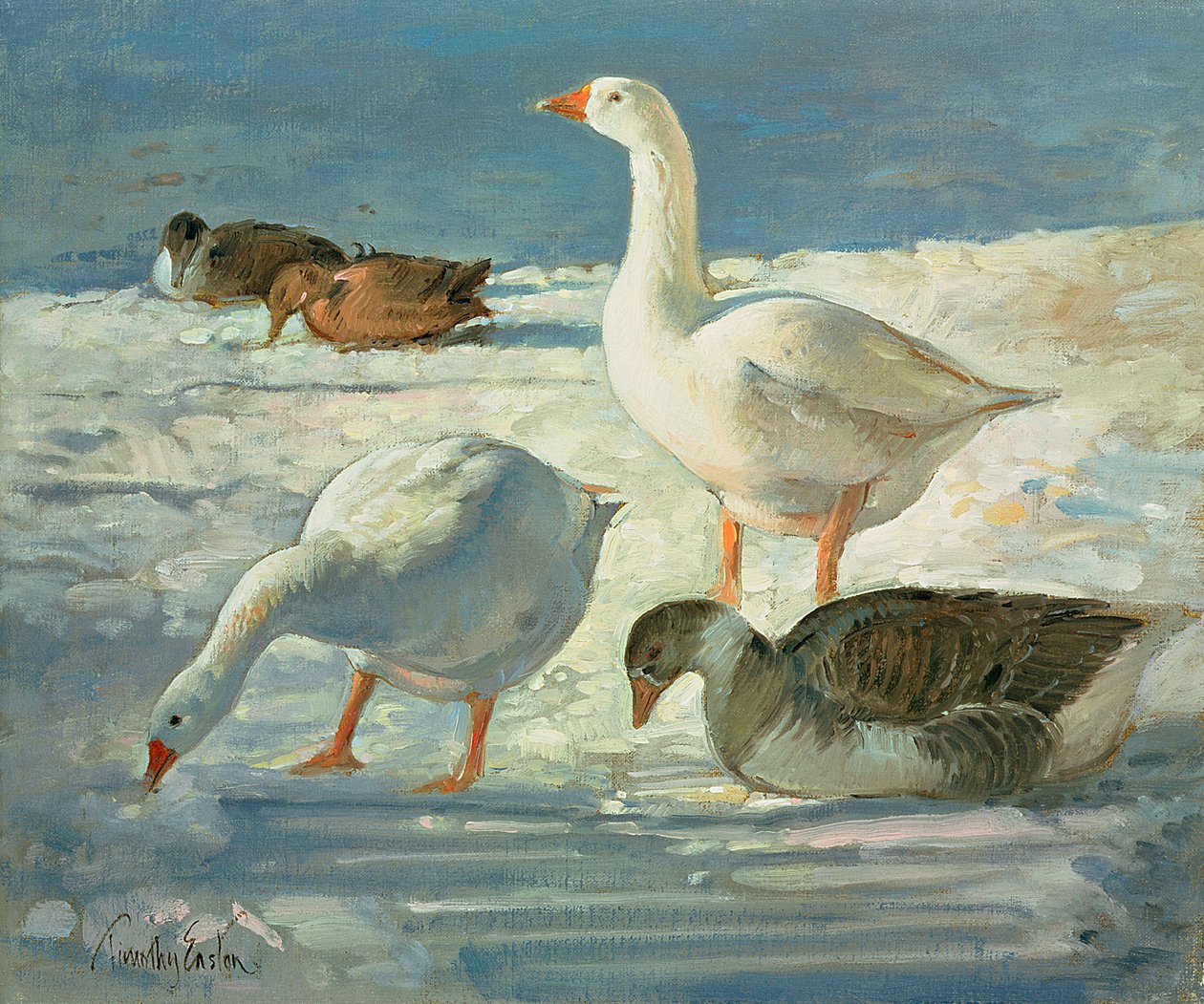 Hanhet ja sinisorsat, 2000 tekijältä Timothy Easton