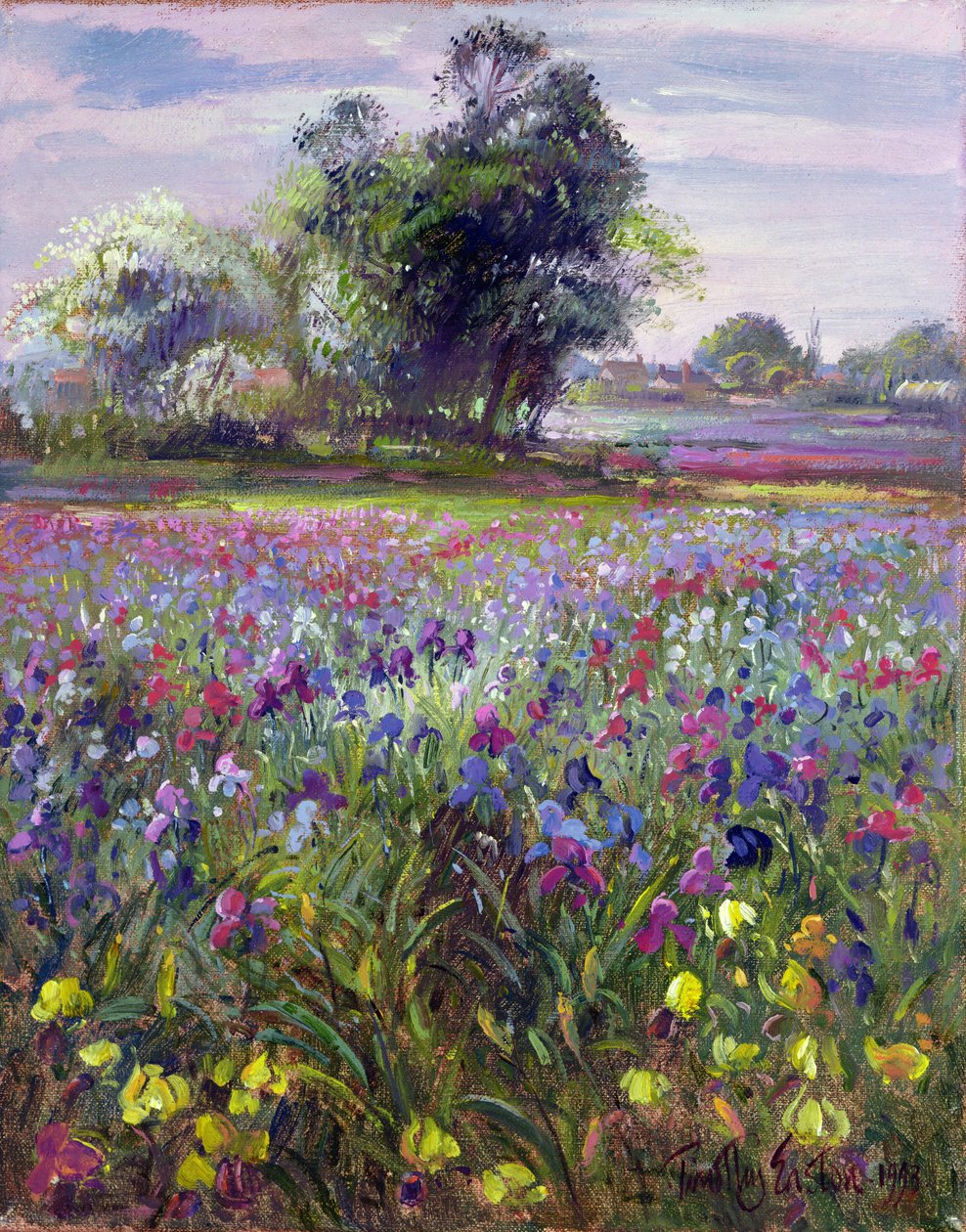 Irikset ja kaukainen May Tree, 1993 tekijältä Timothy Easton