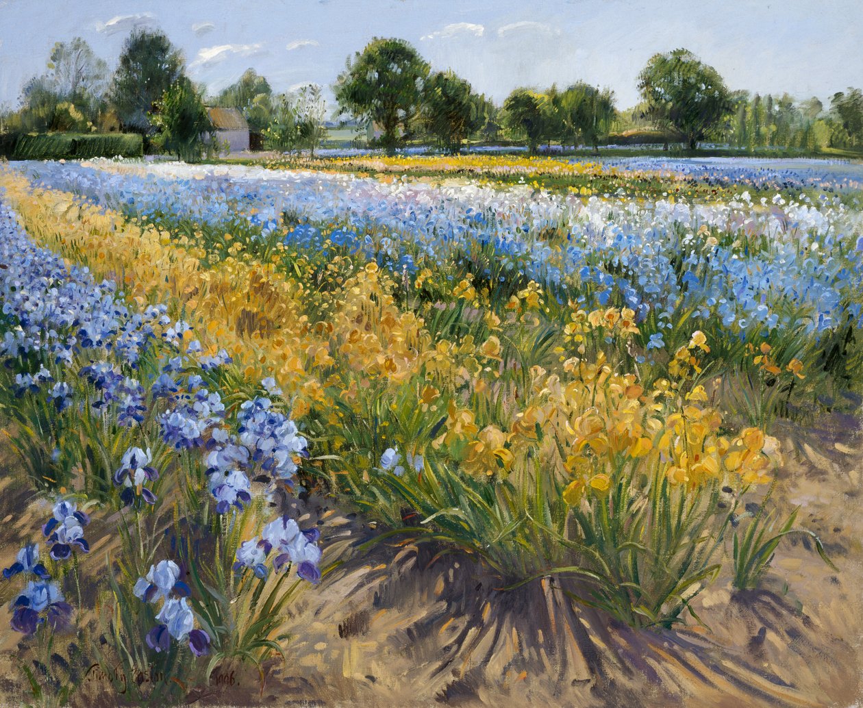Irises at Burgate, 1996 tekijältä Timothy Easton