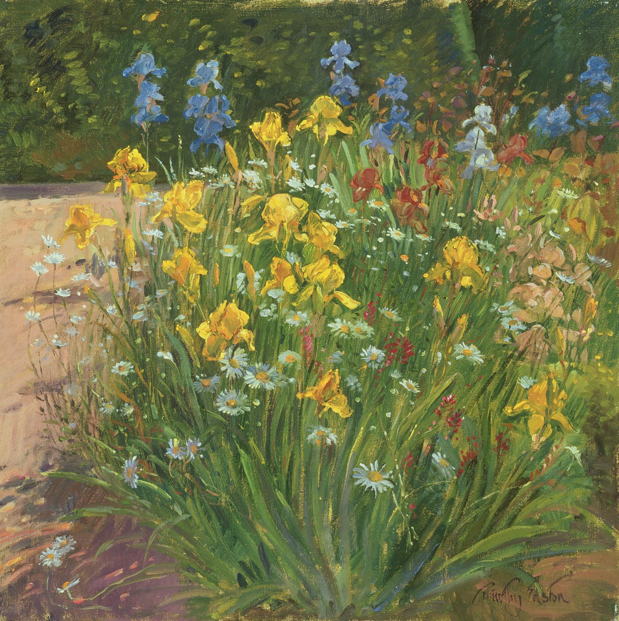 Oksasilmä päivänkakkaroita vastaan iirikset tekijältä Timothy Easton