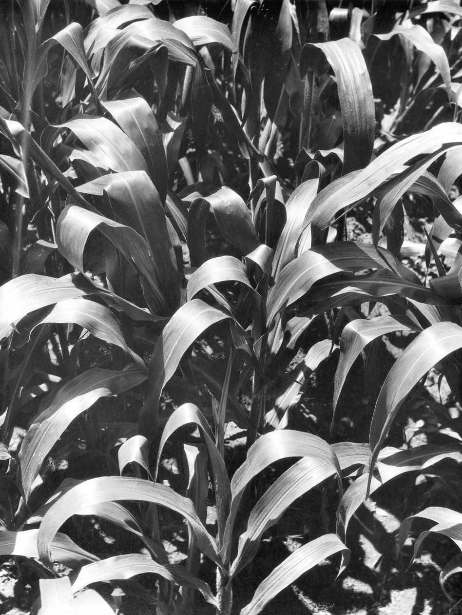Corn Plants, Meksiko, noin 1929 tekijältä Tina Modotti