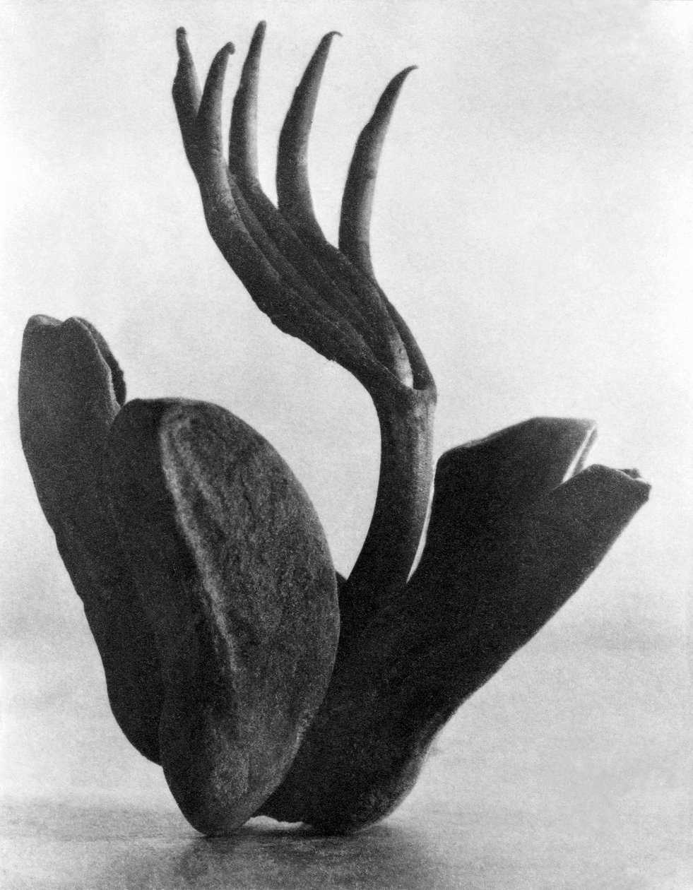 Flor de Manita, Mexico City, 1925 tekijältä Tina Modotti