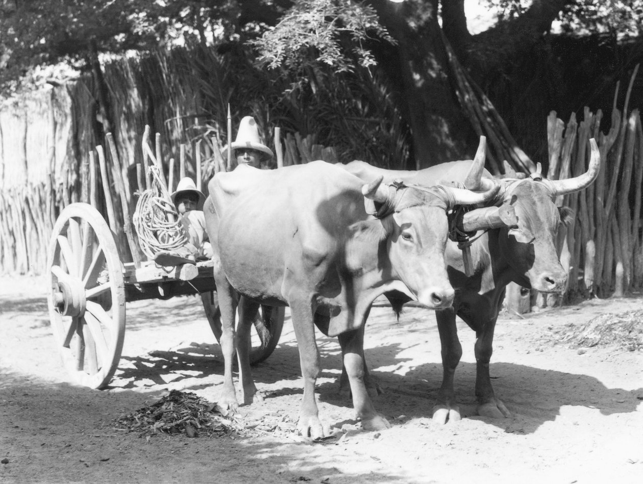 Team of Oxen, Meksiko, n. 1927 tekijältä Tina Modotti