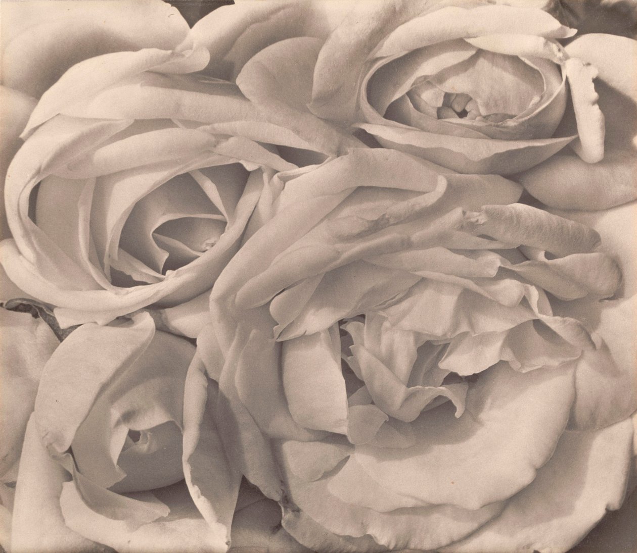 Roses, Meksiko, Tina Modotti tekijältä Tina Modotti