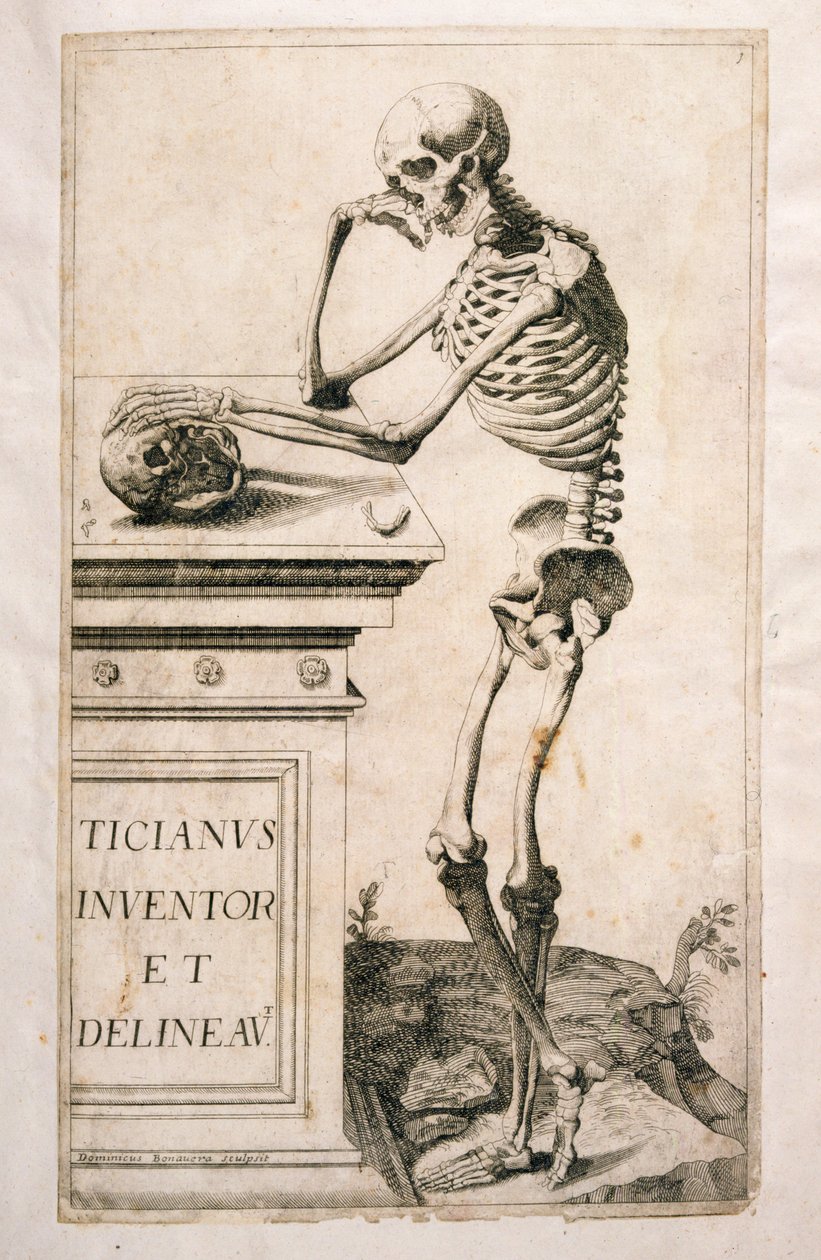Anatominen tutkimus, Domenico Maria Bonavera (s.1640) (etsaus ja kuivakärki) tekijältä Tiziano Vecelli