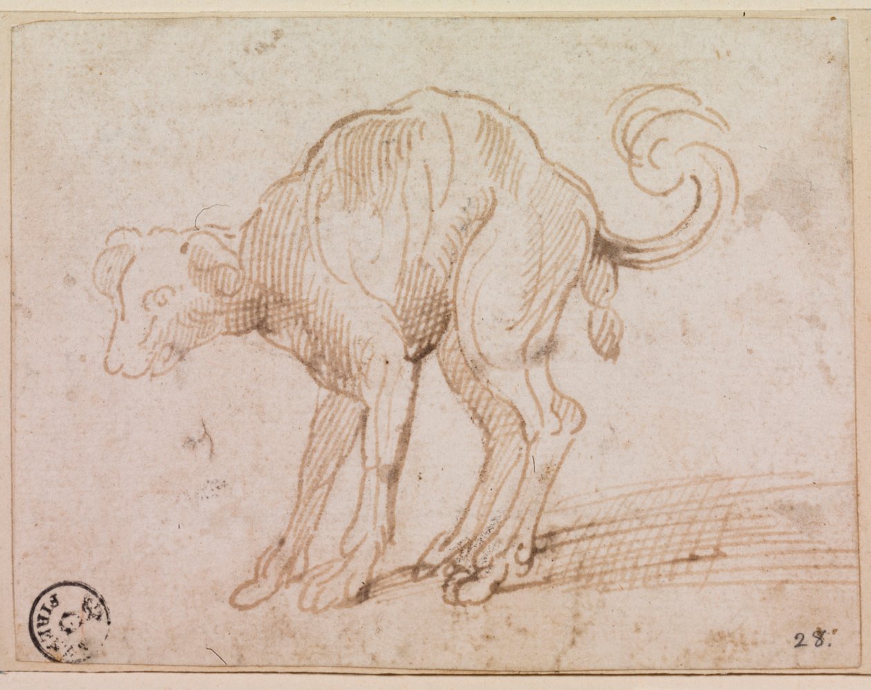 Yksityiskohta Punaisen meren ylittävästä koirasta (tussi ja muste paperille). tekijältä Titian (c.1488 1576)