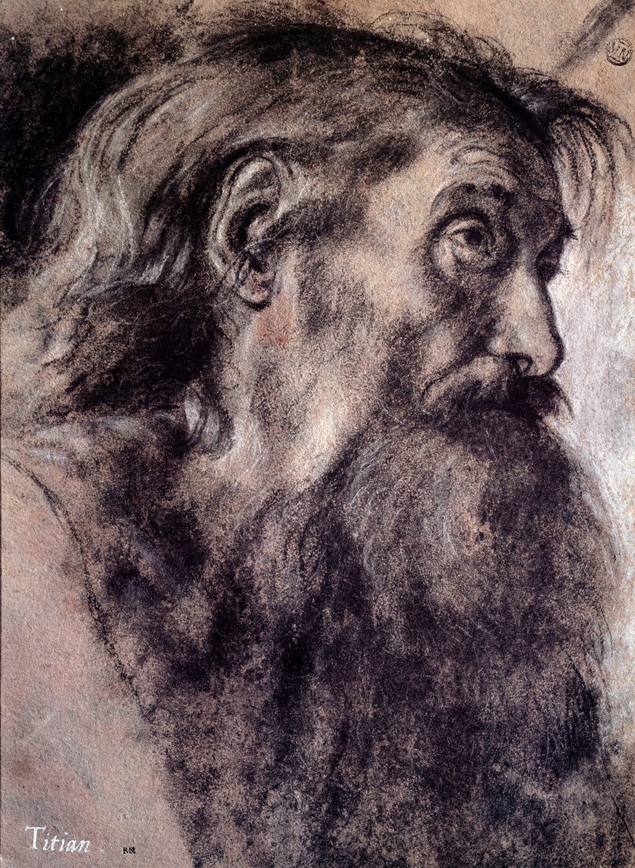 Vanhan miehen pää Tiziano Vecellion piirustus nimeltä Titian (1485-1576) 1500-luvun Pariisi, Louvre-museo tekijältä Titian (c.1488 1576)