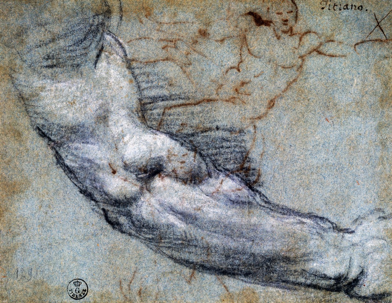 Tutkimus käsivarresta, Titian (n. 1488-1576), piirustus tekijältä Titian (c.1488 1576)