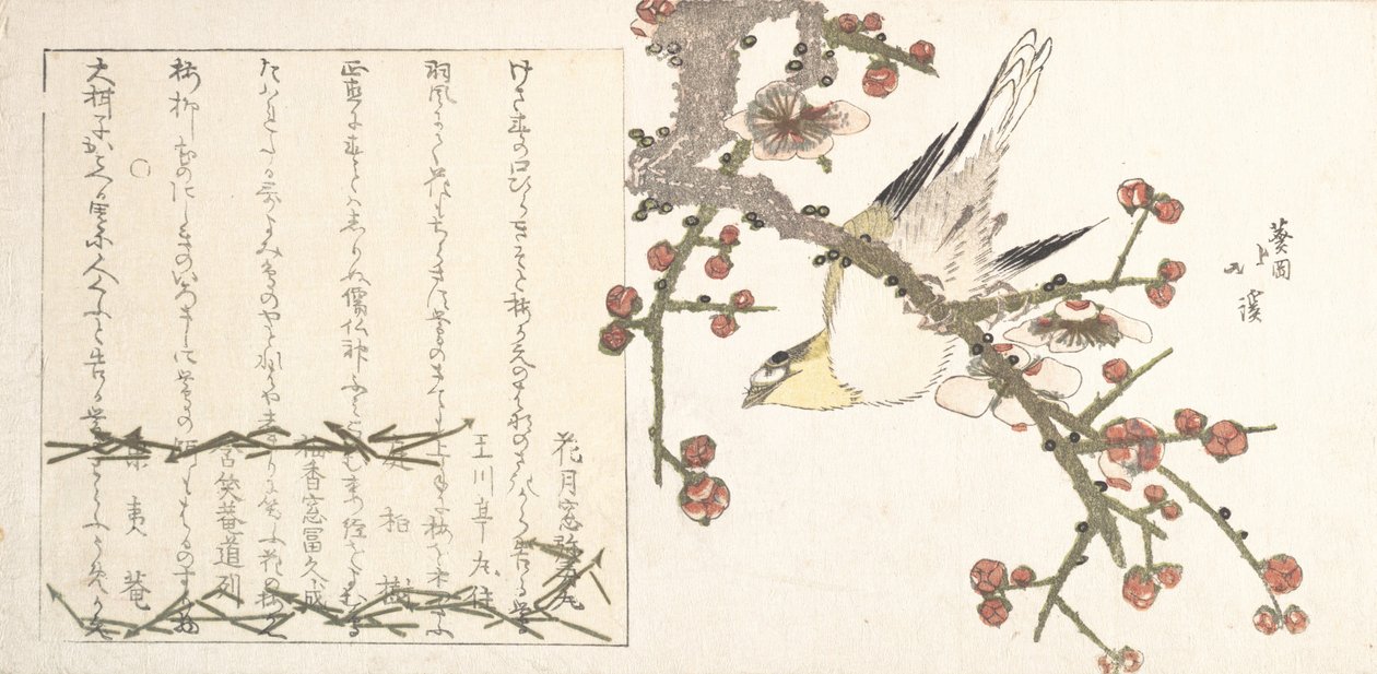 Pensaskirkko luumun oksalla Ume ni uguisu, 1800-luvun alku. tekijältä Totoya Hokkei