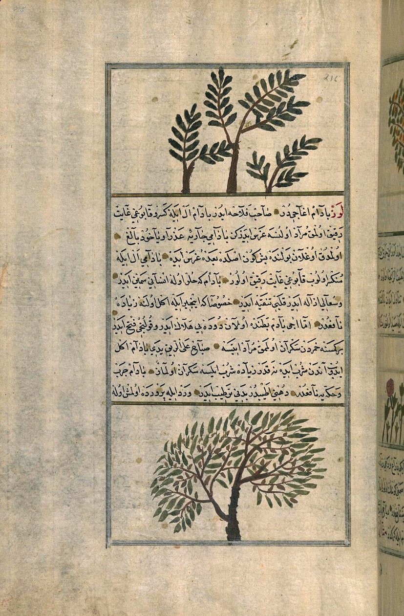 Suitsukepuu mantelipuun yläpuolella Zakariya ibn Muhammad al-Qazwinin tutkielman jälkeen (mustetta ja pigmenttejä eurooppalaisella taidepaperilla) tekijältä Turkish School