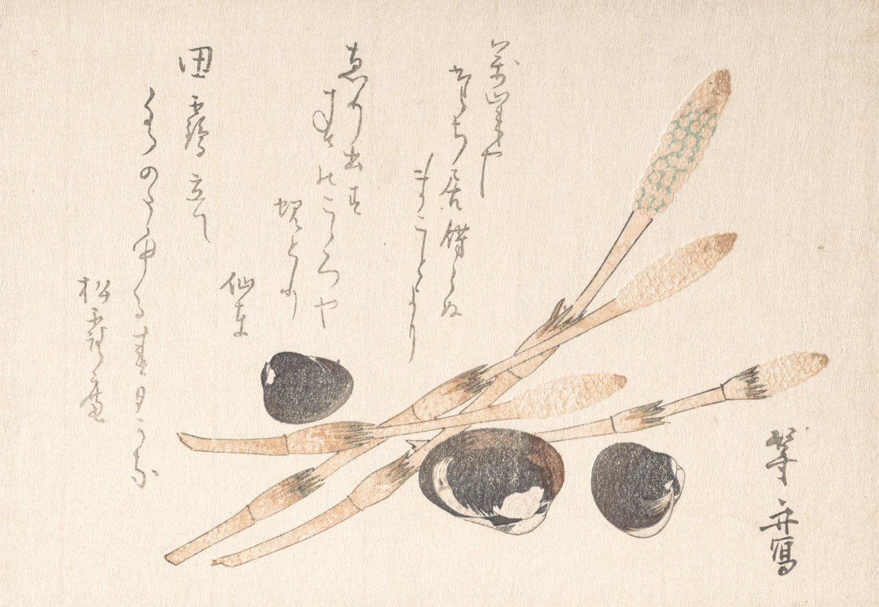 Tsukushi Pant Draft Shijimi Sh ls. tekijältä Uematsu Toshu