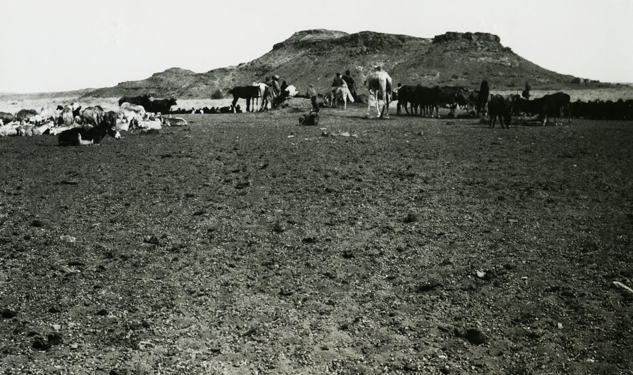 Näkymä Naqan arkeologiselta alueelta, jossa on dromedaareja ja karjaa, Sudan, valokuvaaja Ugo Monneret de Villard. tekijältä Ugo Monneret de Villard