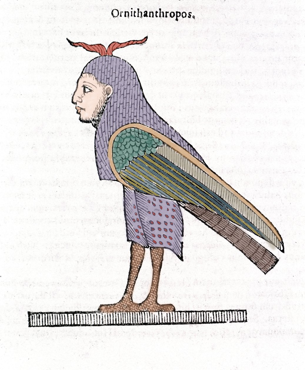 Ornithanthropos. Lintu, jolla on ihmisen pää. Ulisse Aldrovandi ""Hirvioiden historia"" Bologna 1642 tekijältä Ulisse Aldrovandi