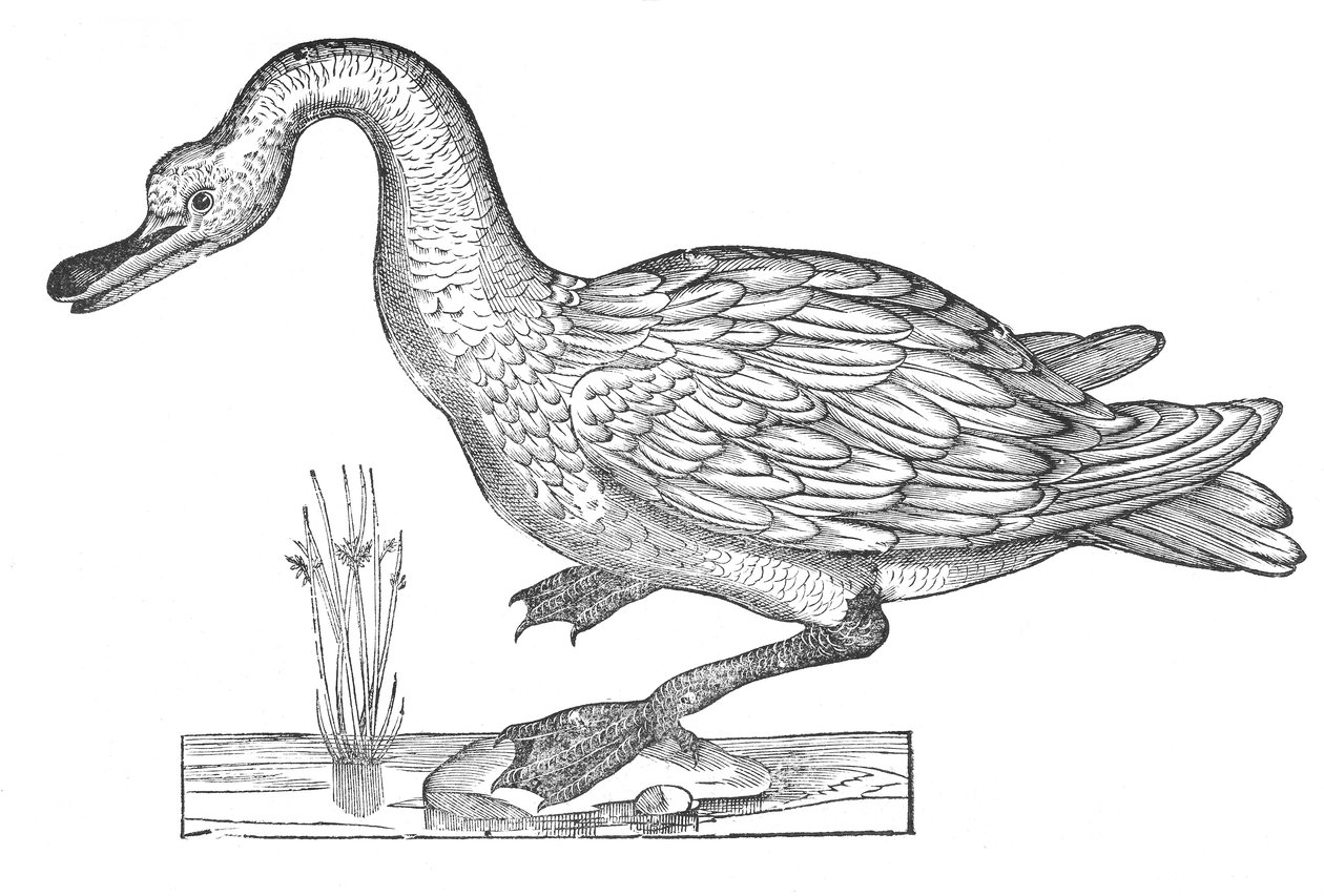 Ornithologiae hoc est de avibus historiae libri XII. tekijältä Ulisse Aldrovandi