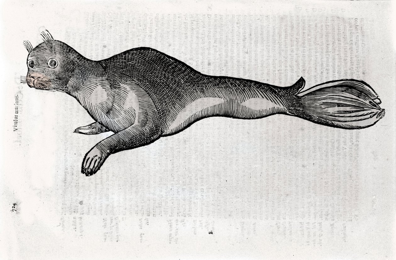 Sinetin esitys Ulisse Aldrovandin (1522-1605) Natural History -käsikirjoituksesta kuvitettu levy, Ulisse Aldrovandi fonds, Bolognan yliopistokirjasto, toim. 1603. tekijältä Ulisse Aldrovandi