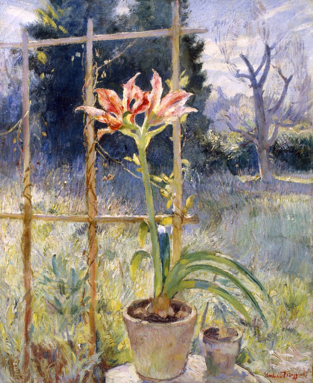 Amaryllis tekijältä Umberto Moggioli