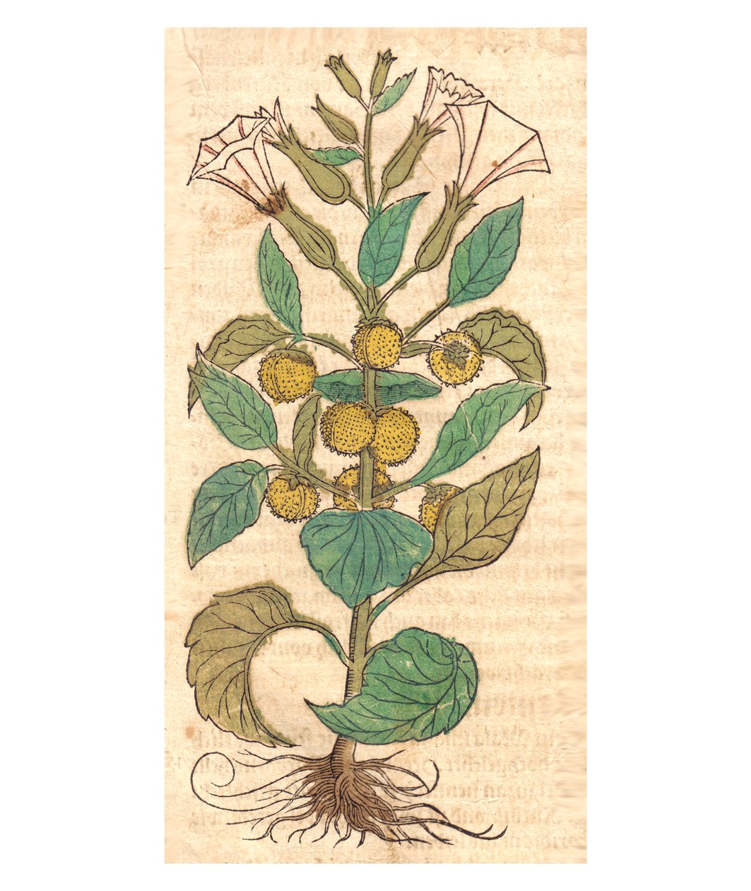 Abbildung von Datura -metalli tekijältä Unbekannt Unbekannt
