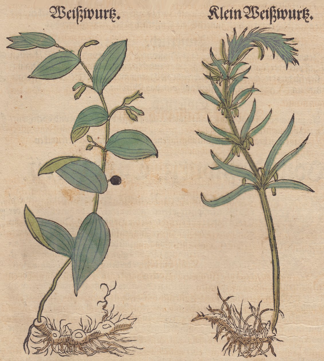 Abbildung von Polygonatum multiflorum und von Polygonatum verticillatum tekijältä Unbekannt Unbekannt