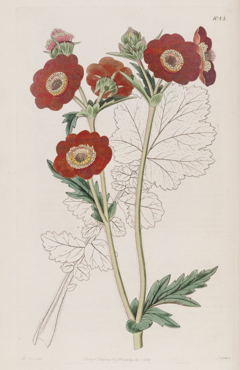 Geum quellyon, kuten Geum coccineum Lindl. tekijältä Unbekannt Unbekannt