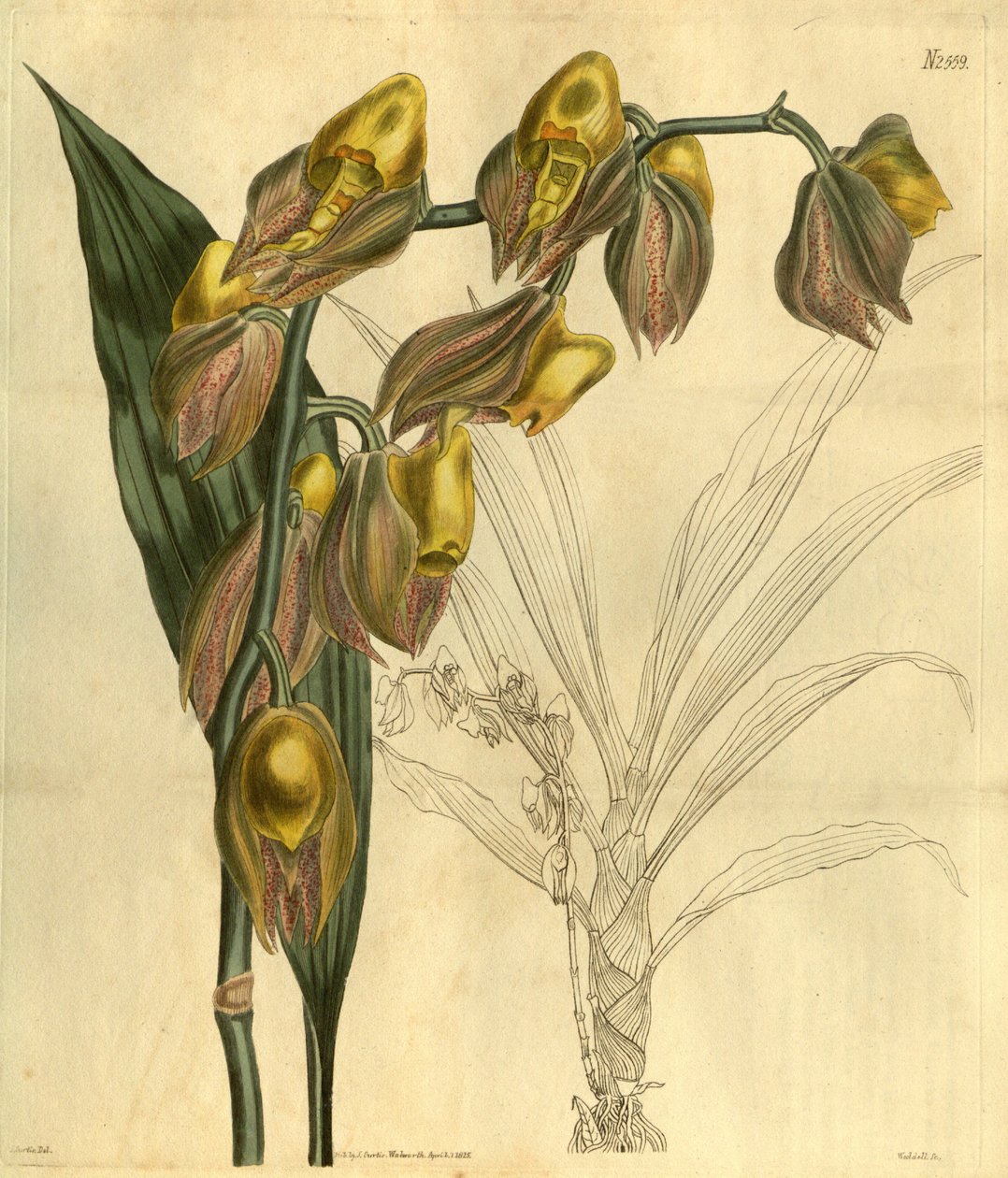 Kuva Catasetum macrocarpumista (syn. Catasetum tridentatum) tekijältä Unbekannt Unbekannt